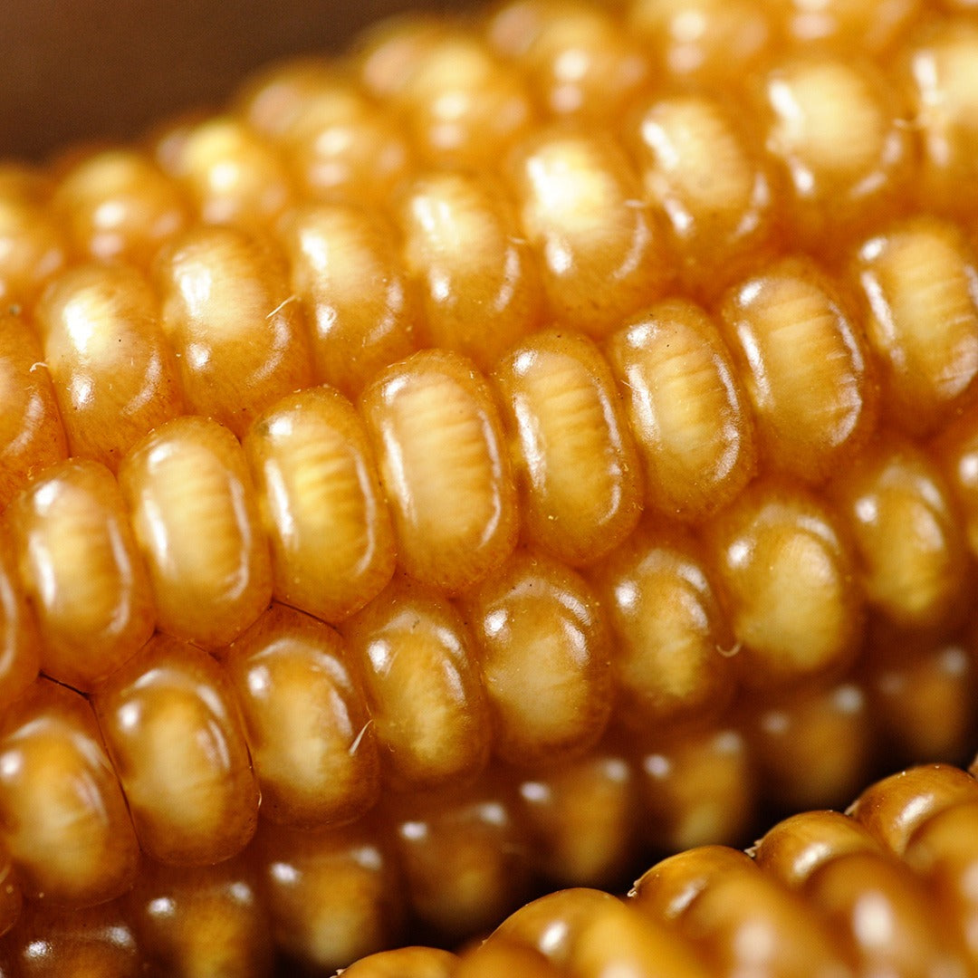 A close up of Chapalote Corn on the cob.