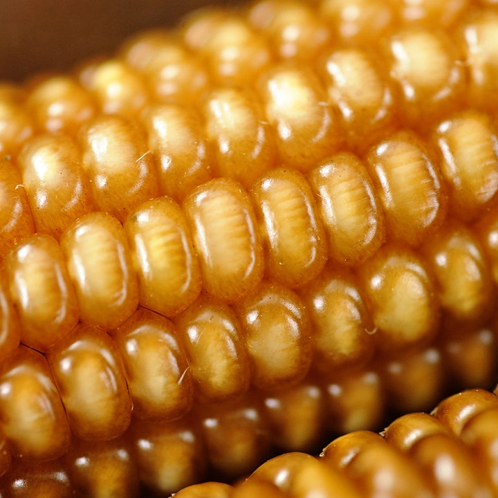 A close up of Chapalote Corn on the cob.