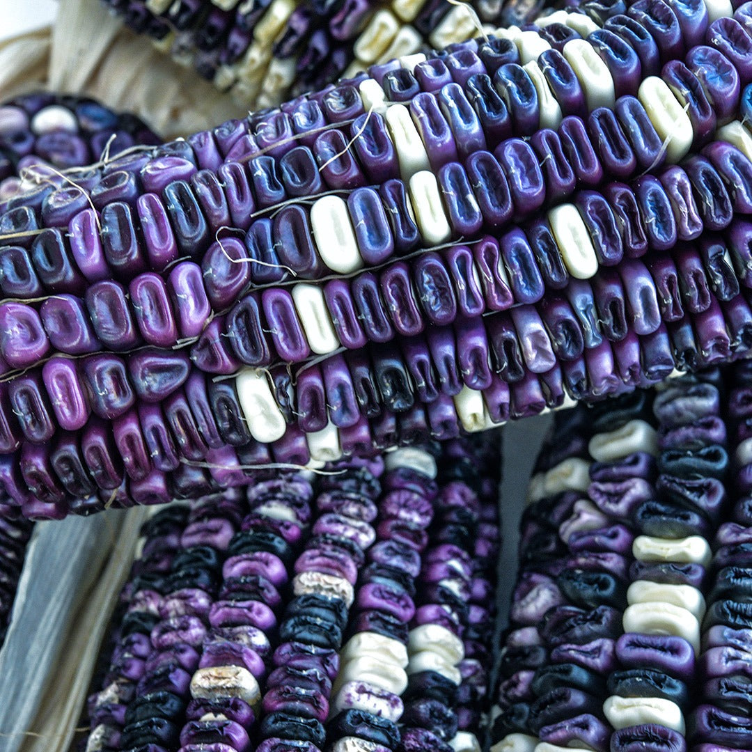 A close-up view of several Cherokee White Eagle Corn cobs.
