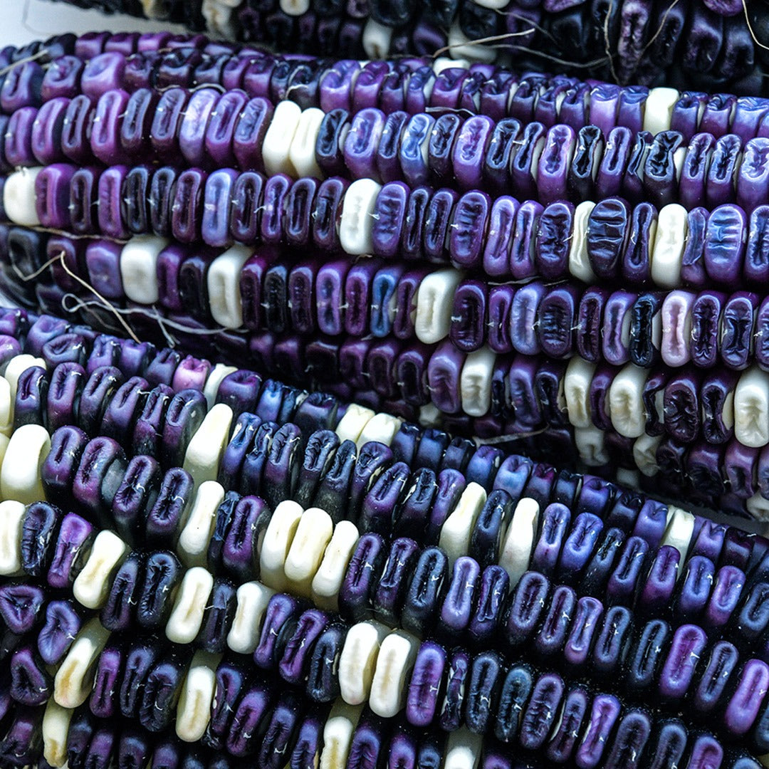 A macro close-up view of Cherokee White Eagle Corn on the cob.