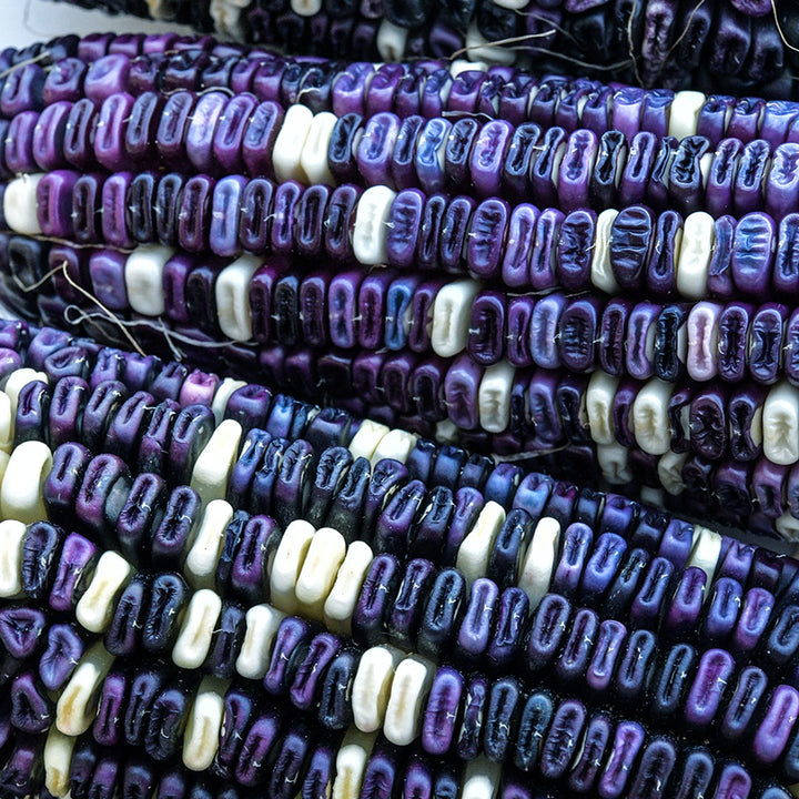 A macro close-up view of Cherokee White Eagle Corn on the cob.