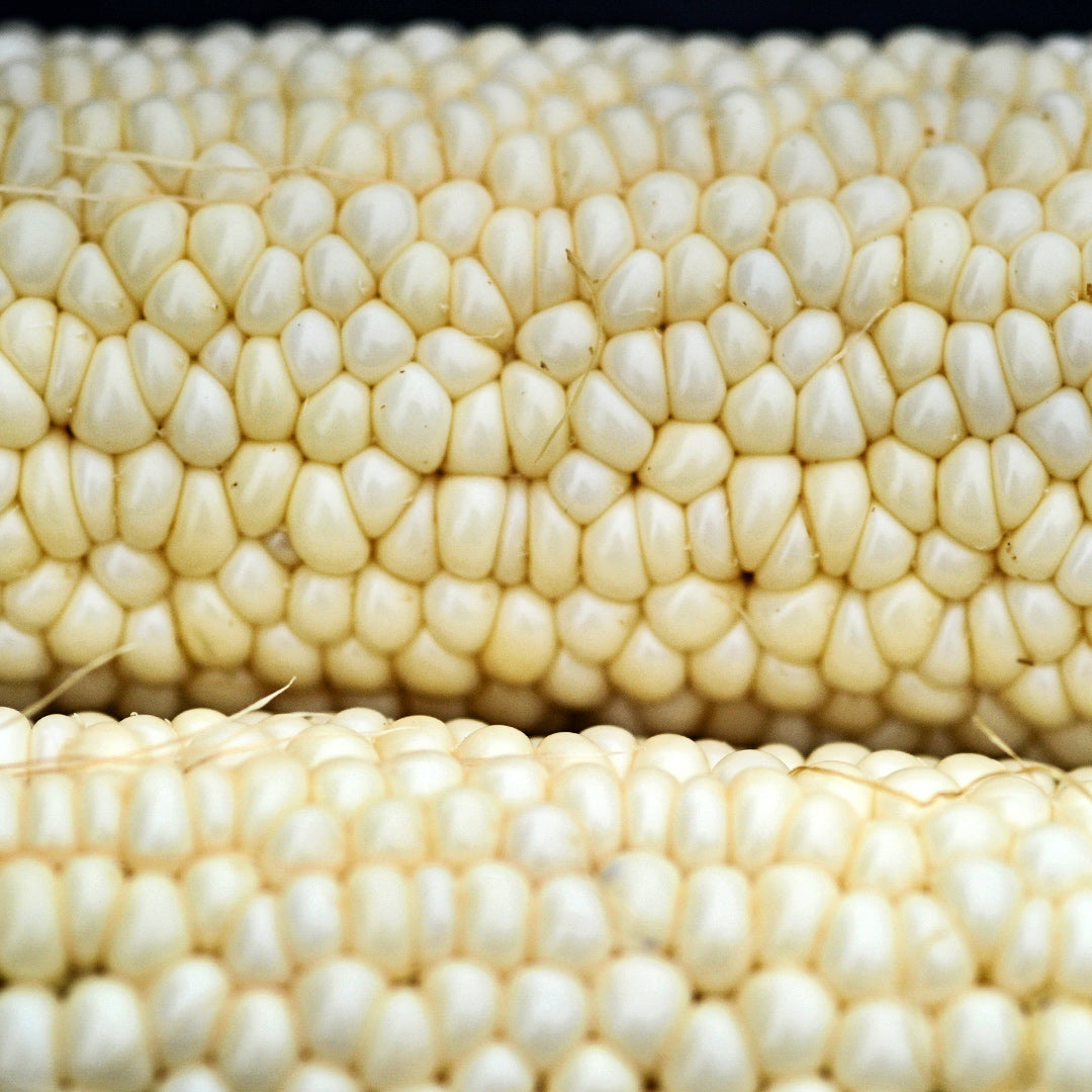 A close-up view of Country Gentleman Sweet Corn pegged kernels on the cob.