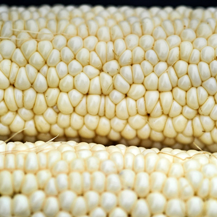 A close-up view of Country Gentleman Sweet Corn pegged kernels on the cob.