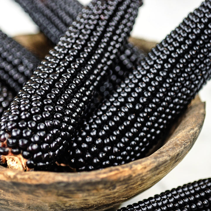 A close-up of Dakota Black Popcorn cobs in a wooden bowl.