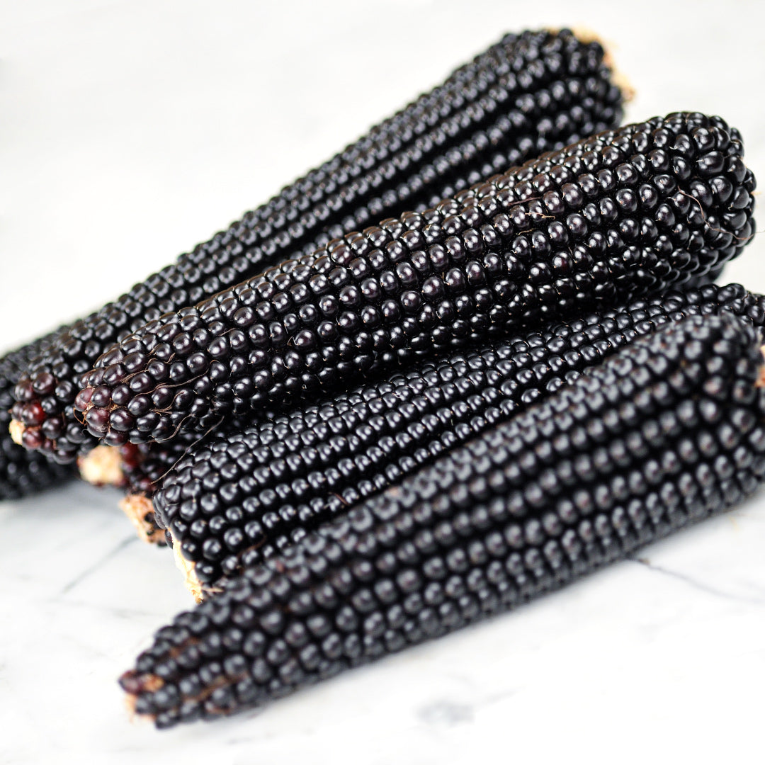 Dakota Black Popcorn cobs in a pile on white marble table.