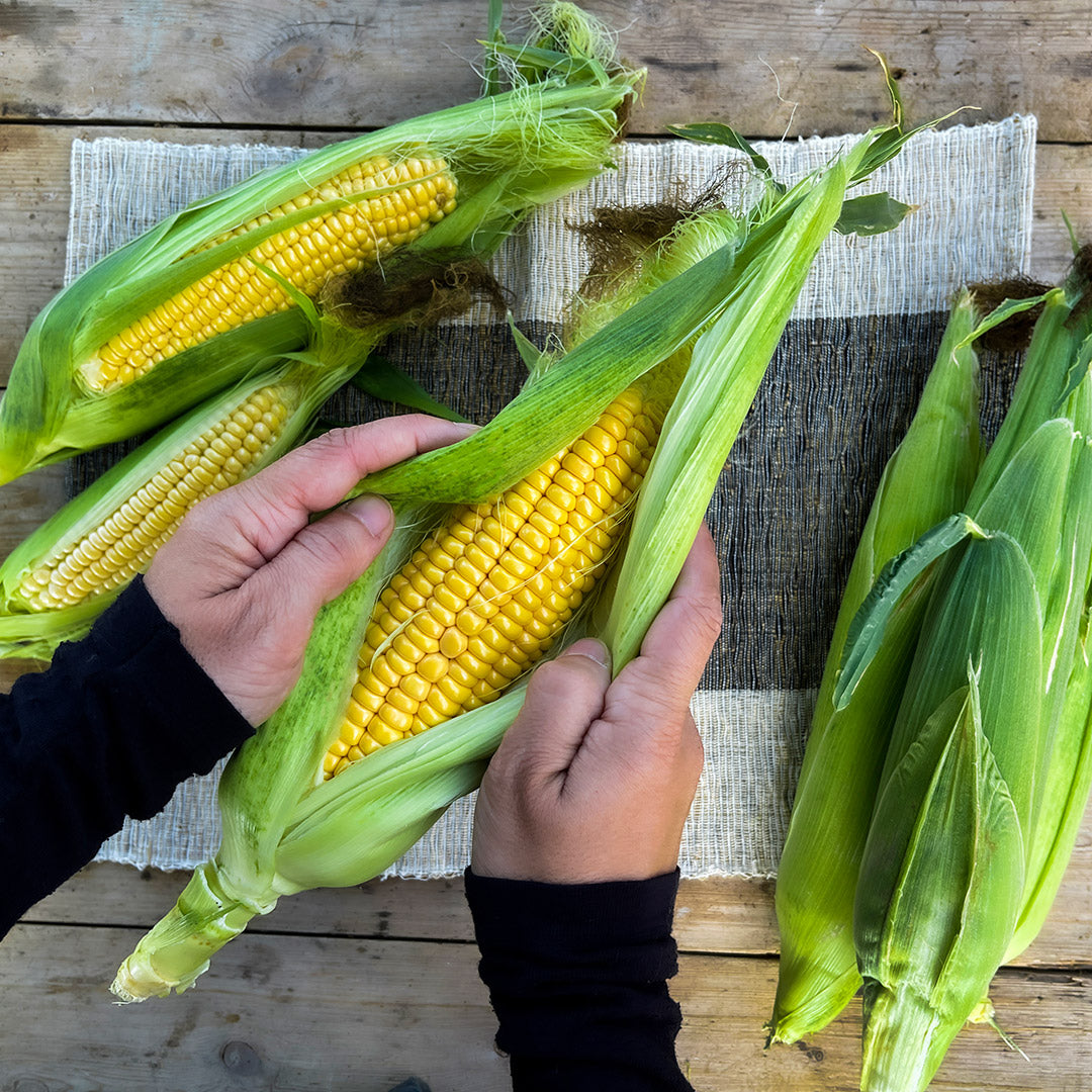 A gardener prepares Damaun KS Super Sweet Corn for cooking by opening the husks. Image courtesy of Lucy Hutchins.