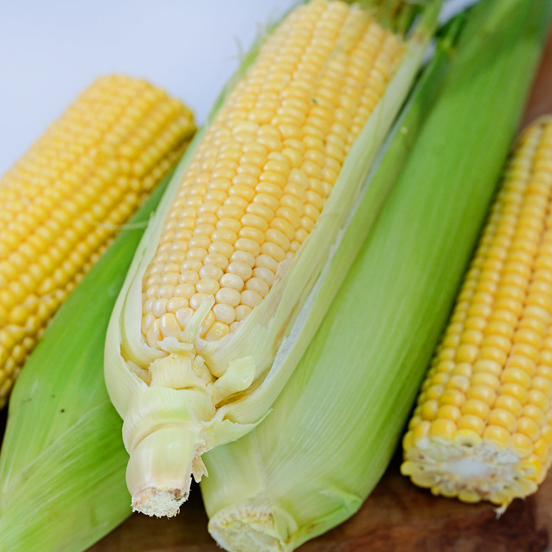 A close-up of Damaun KS Super Sweet Corn cobs with and without husks.
