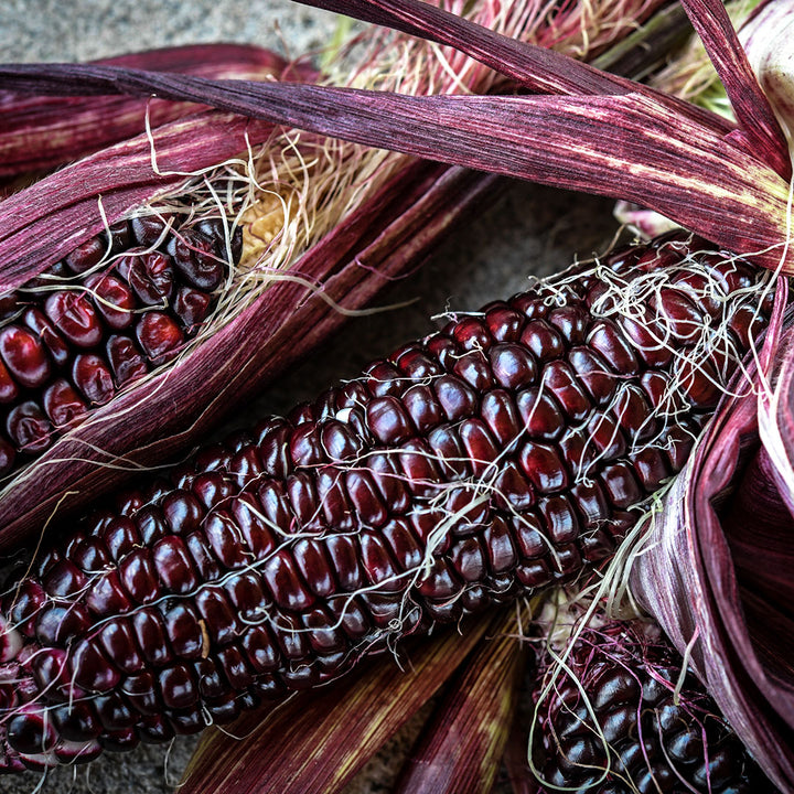 A close-up of Double Red Sweet Corn cobs showing red kernels and red husks.