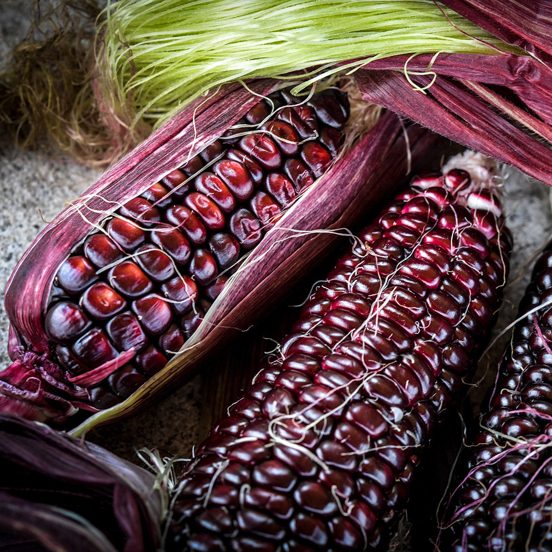 Double Red Sweet Corn cobs with red husks arranged on a stone background.
