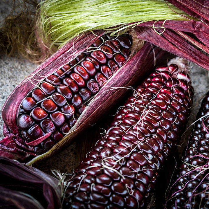 Double Red Sweet Corn cobs with red husks arranged on a stone background.