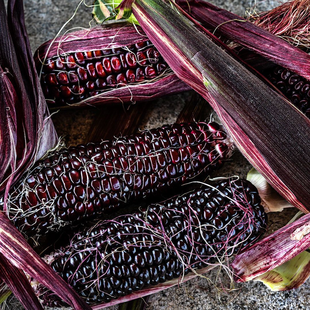 Double Red Sweet Corn cobs with red husks and silk on stone background.