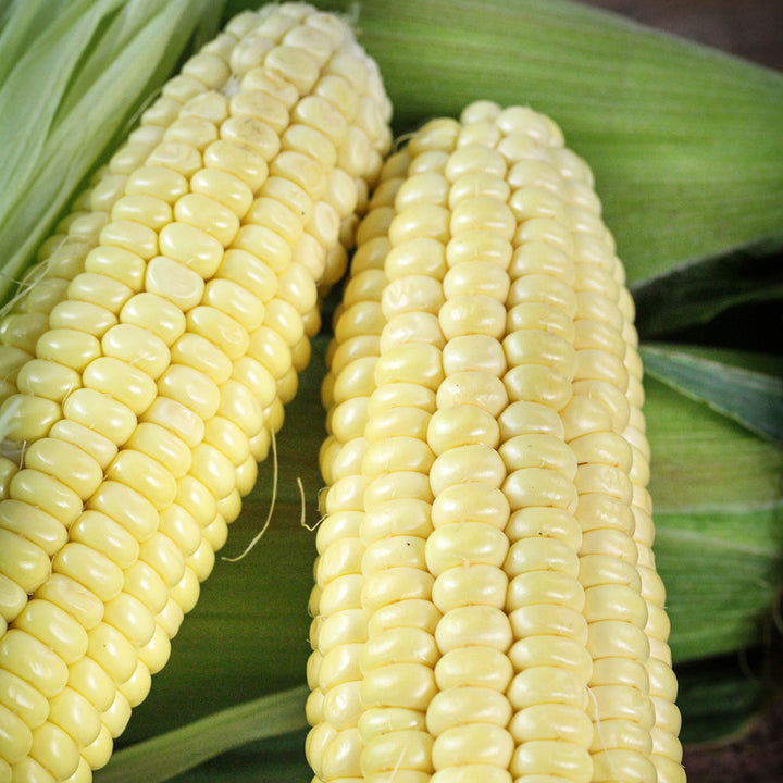 A close-up view of two Fisher's Earliest Sweet Corn cobs.