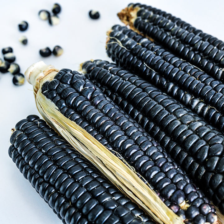 Sehsapsing Delaware Black Flint Corn cobs with some kernels on a white background.