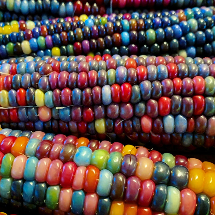 A close-up of Glass Gem Popping Corn kernels on the cob. Image courtesy of Lucy Hutchins.