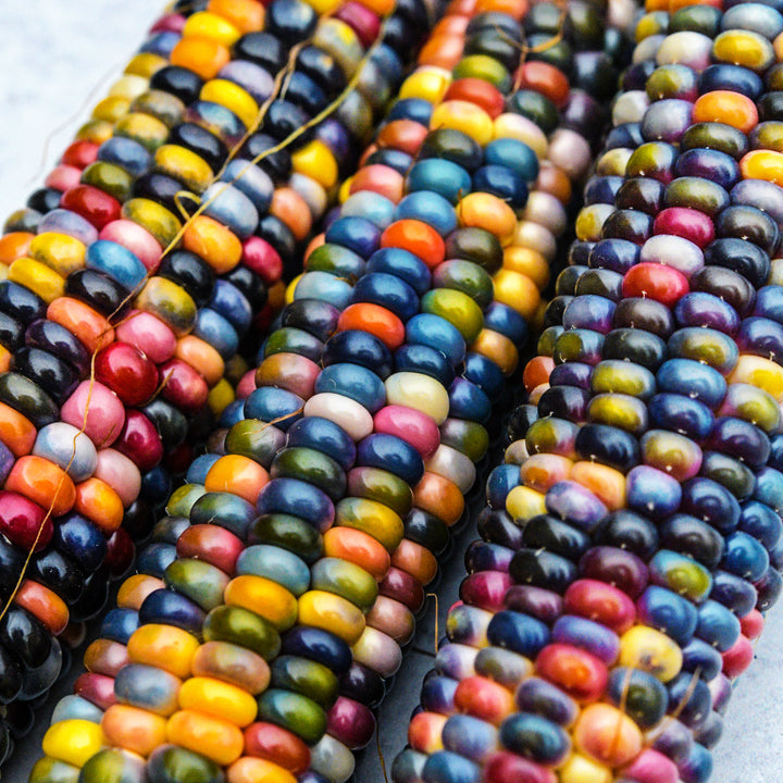 Three cobs of Glass Gem Popping Corn with bright colored kernels.