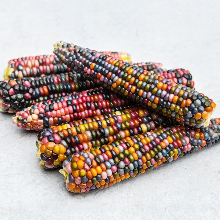 A half dozen Glass Gem Popping Corn cobs on a white background.