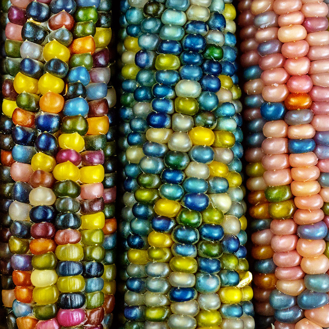 A close-up view of three colorful Glass Gem Popping Corn cobs.