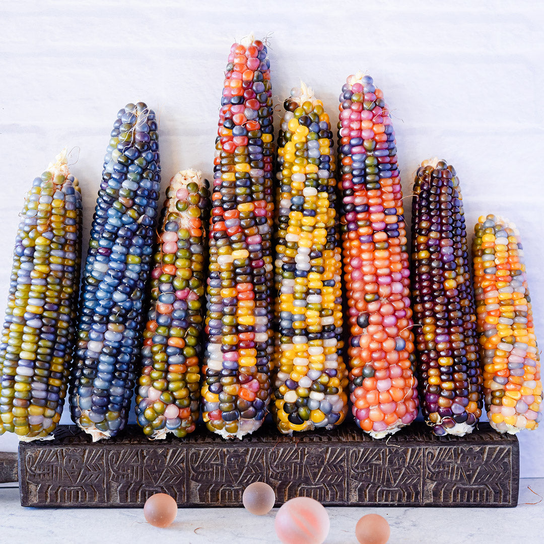 Eight cobs of Glass Gem Popping Corn leaning against a white wall.
