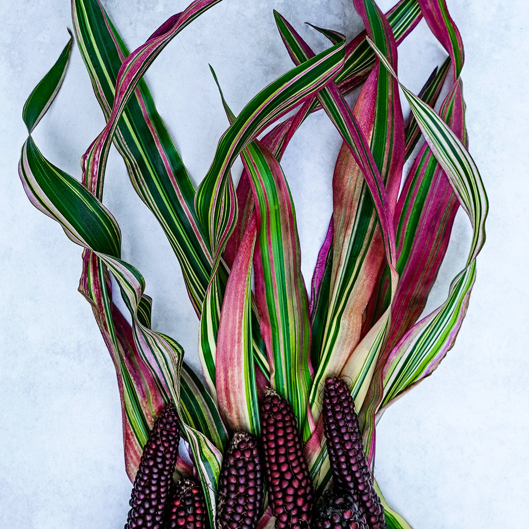 Striped Japonica Corn and leaves grown in the UK from Baker Creek seed stock. Image courtesy Lucy Hutchins.
