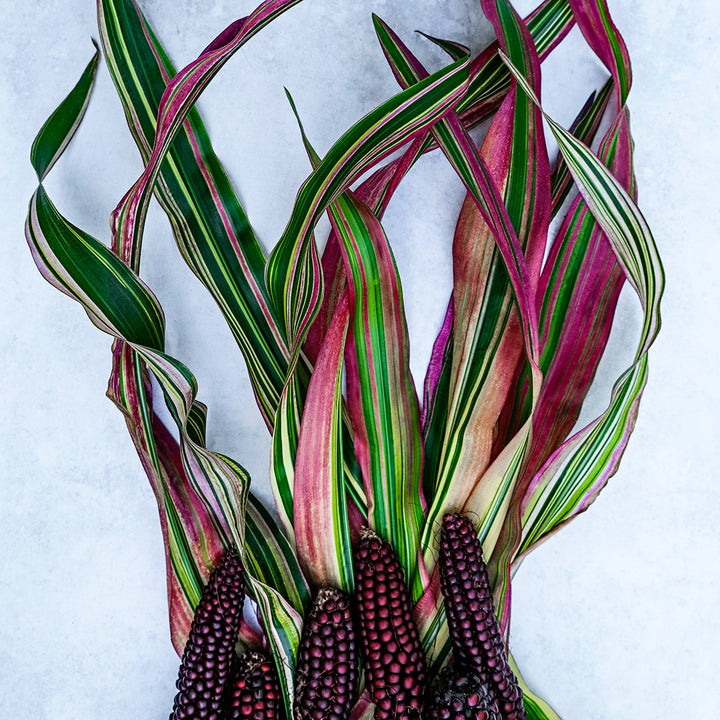 Striped Japonica Corn and leaves grown in the UK from Baker Creek seed stock. Image courtesy Lucy Hutchins.