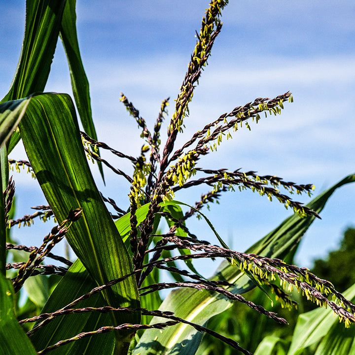 Martian Jewels Corn purple and bight green tassels in the corn field at Baker Creek.