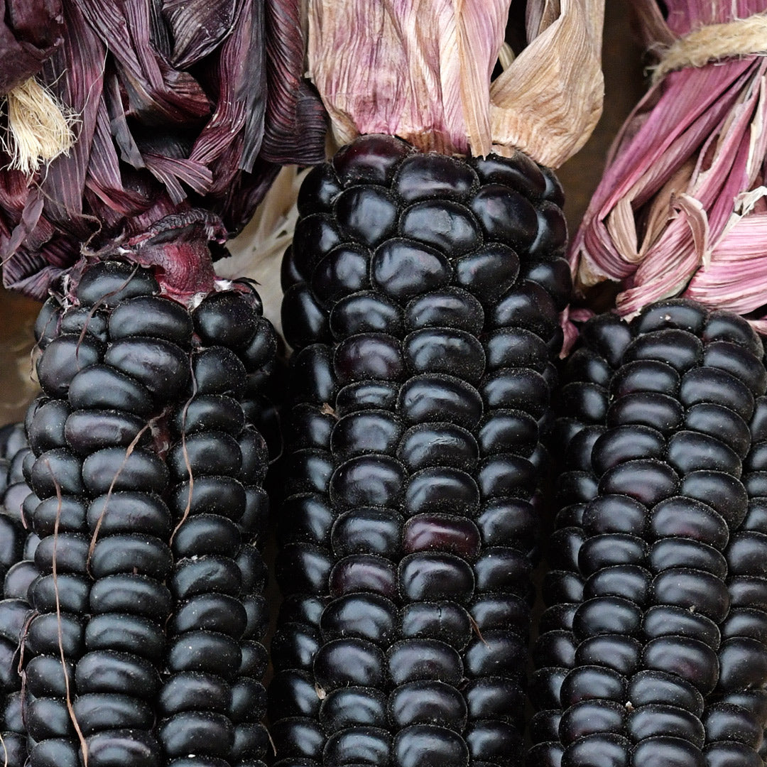 A macro close-up view of a trio of Mountain Morado Corn cobs.