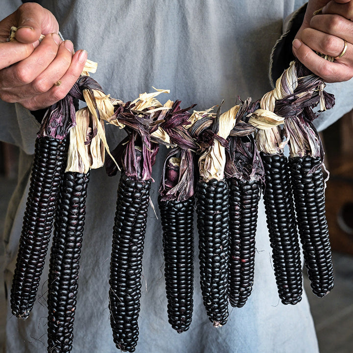 A gardener holding a braided Mountain Morado Corn garland.