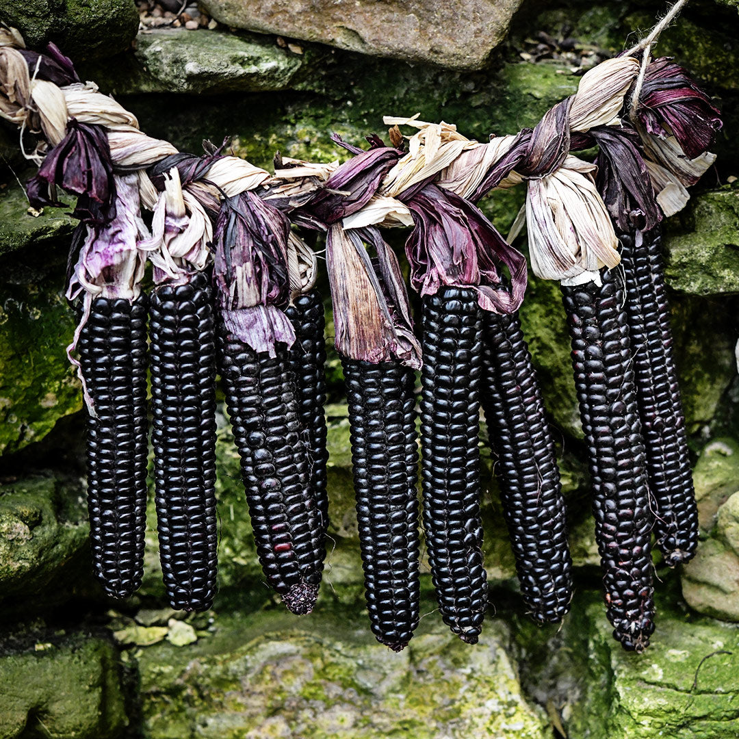A garland of braided Mountain Morado Corn against a rocky background.