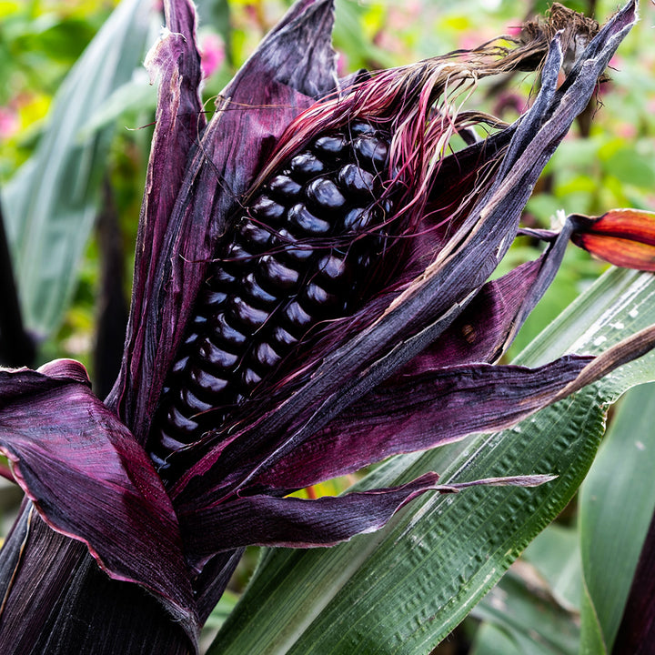 A close-up of Mountain Morado Corn growing in the garden. Image courtesy of Lucy Hutchins.