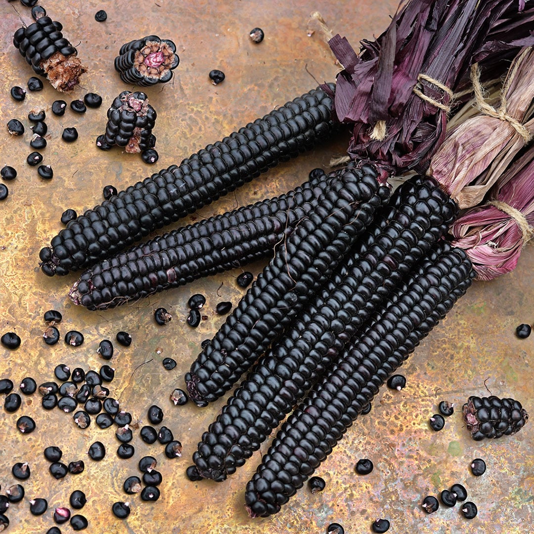 Mountain Morado Corn cobs arranged with kernels on a patina copper background.