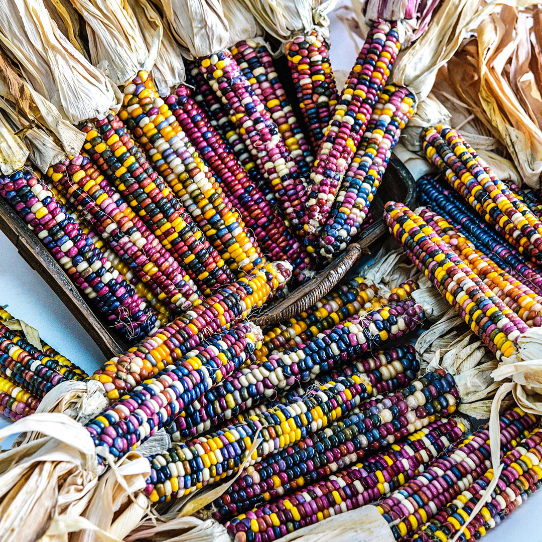 A bountiful harvest of Northern Lights Corn cobs with some cobs arranged in a basket.