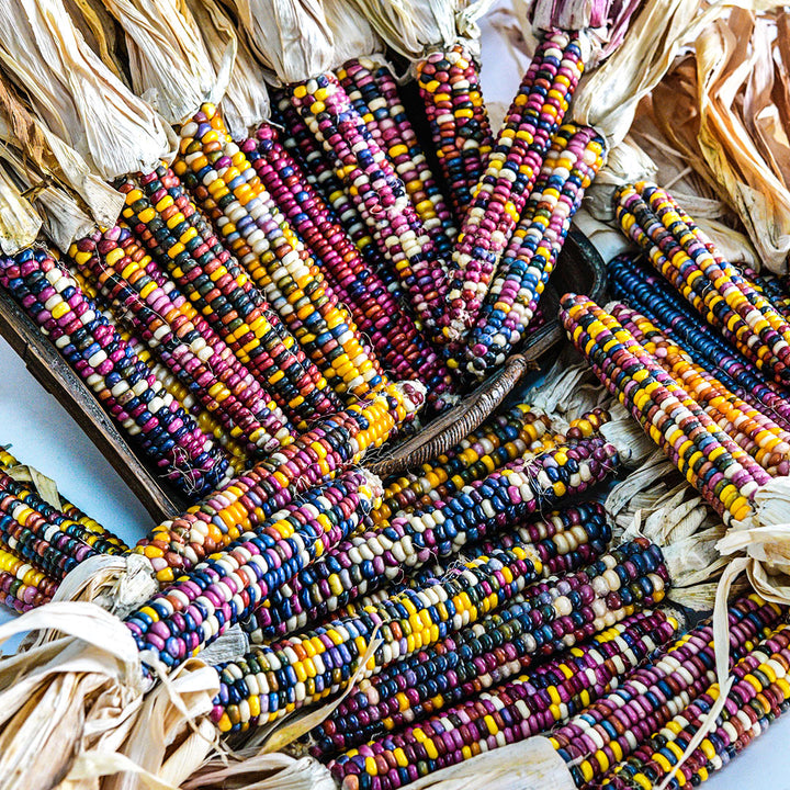 A bountiful harvest of Northern Lights Corn cobs with some cobs arranged in a basket.