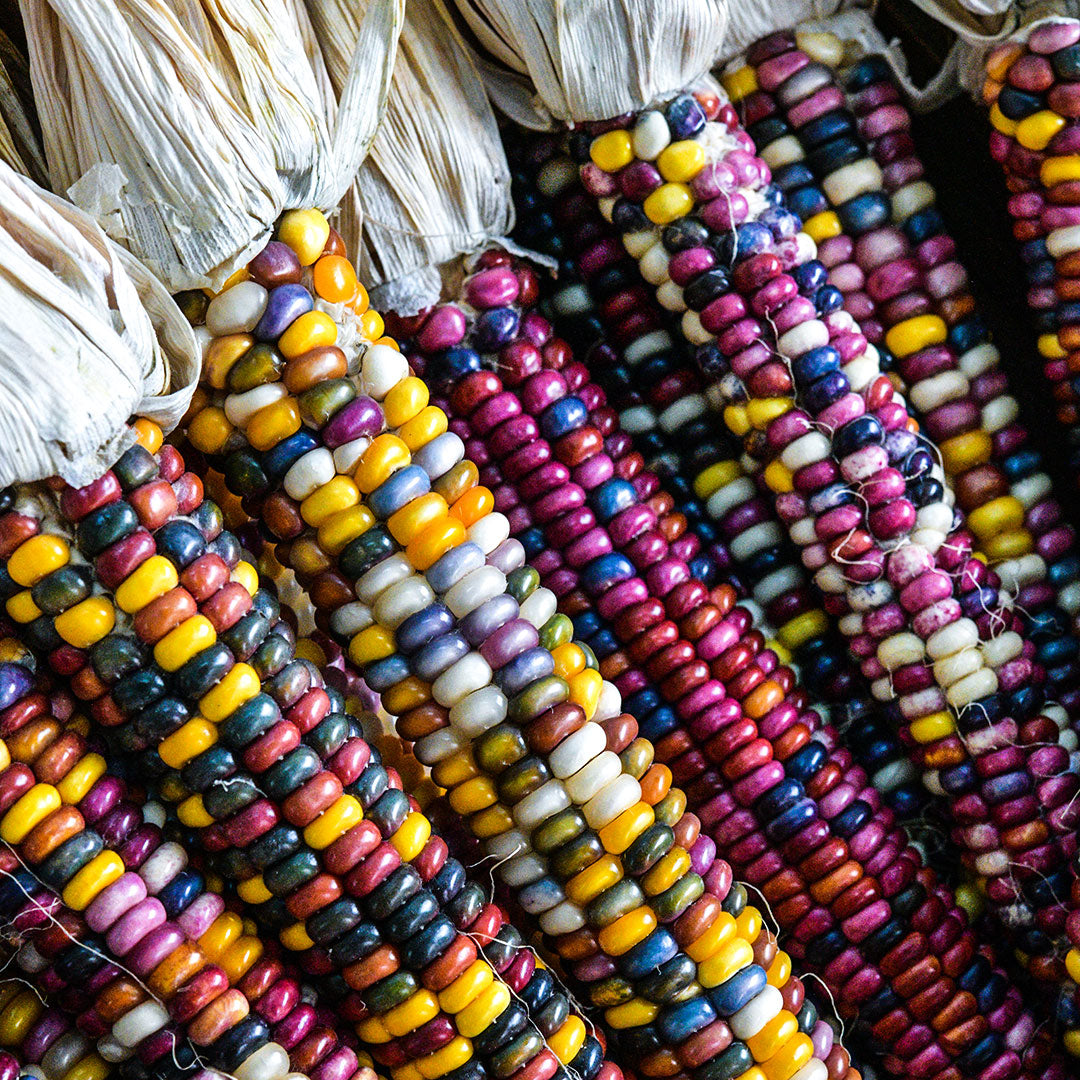 A quasi close-up of several colorful Northern Lights Corn cobs.