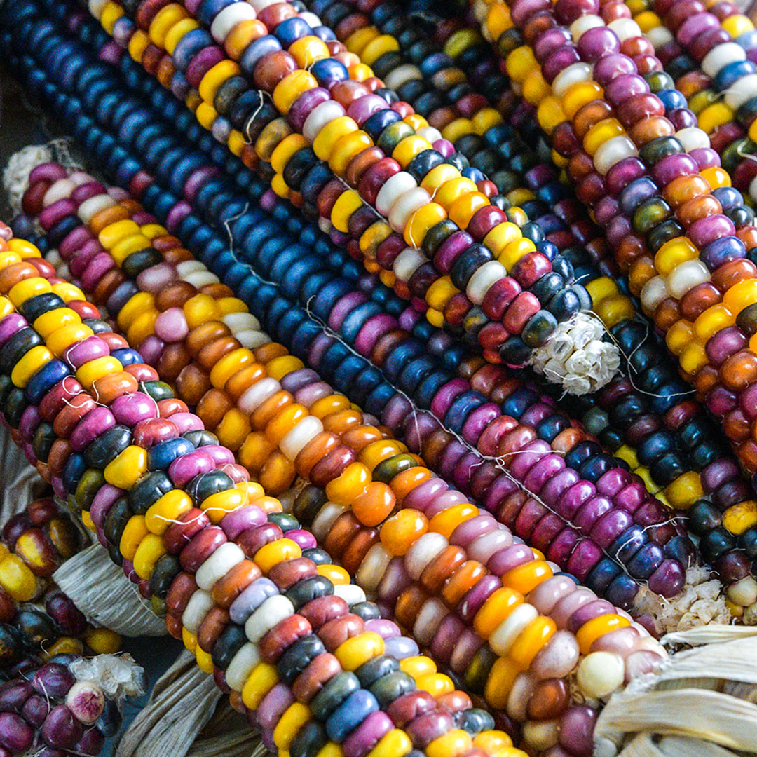 Close-up view of several Northern Lights Corn, showcasing the colorful kernels.