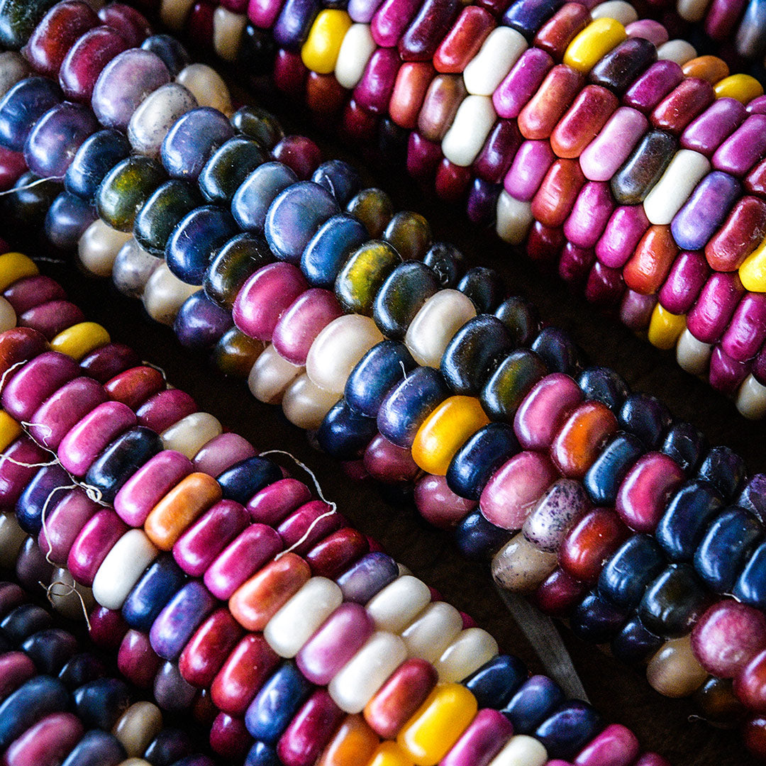 Close-up Macro view of several Northern Lights Corn cobs.