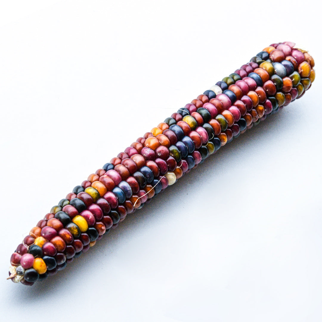 A single cob of Northern Lights Corn on a white background.