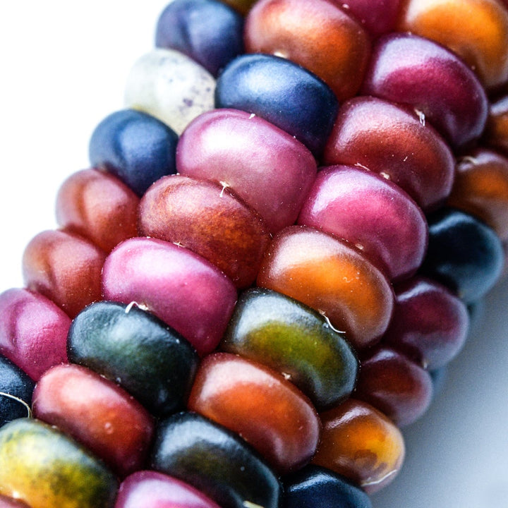 A close-up macro view of Northern Lights Corn kernels on a cob.