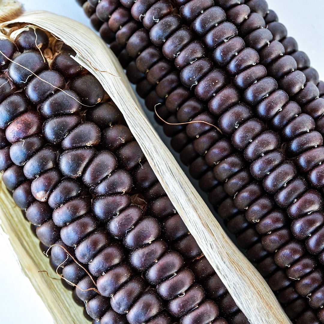 A close-up of two Osage Brown corn cobs. Showcasing the beautiful brow color of the kernels.