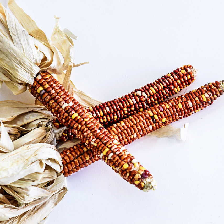 Montana Sunburst Corn cobs on a white background.