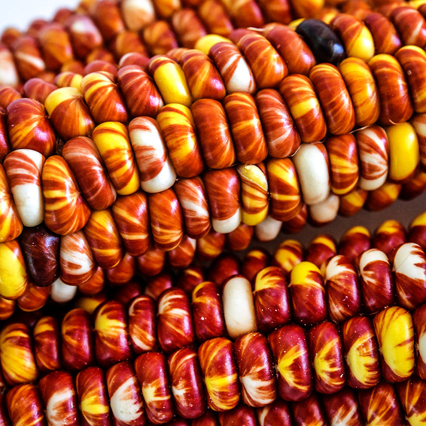 Close-up macro view of Montana Sunburst Corn kernels on the cob.