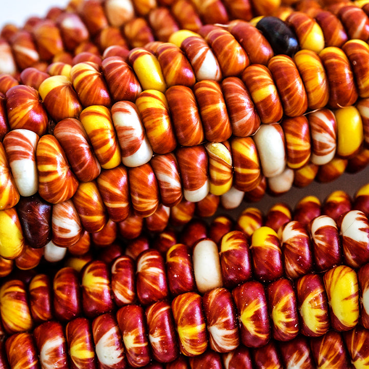 Close-up macro view of Montana Sunburst Corn kernels on the cob.