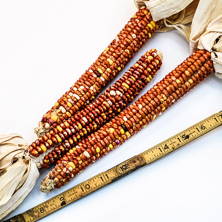 Montana Sunburst Corn cobs with a ruler to show the length on a white background.