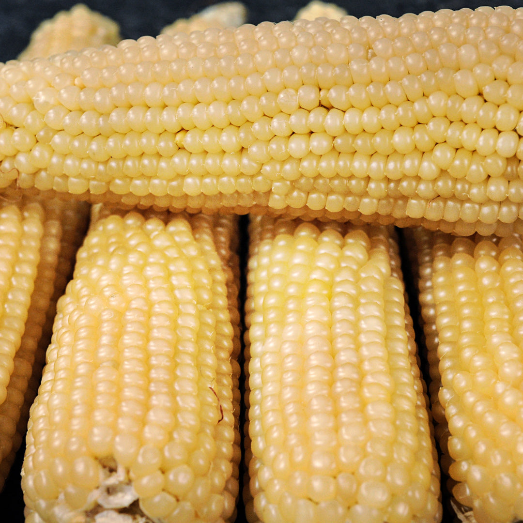 Amish Butter Popcorn cobs stacked up on a dark background.