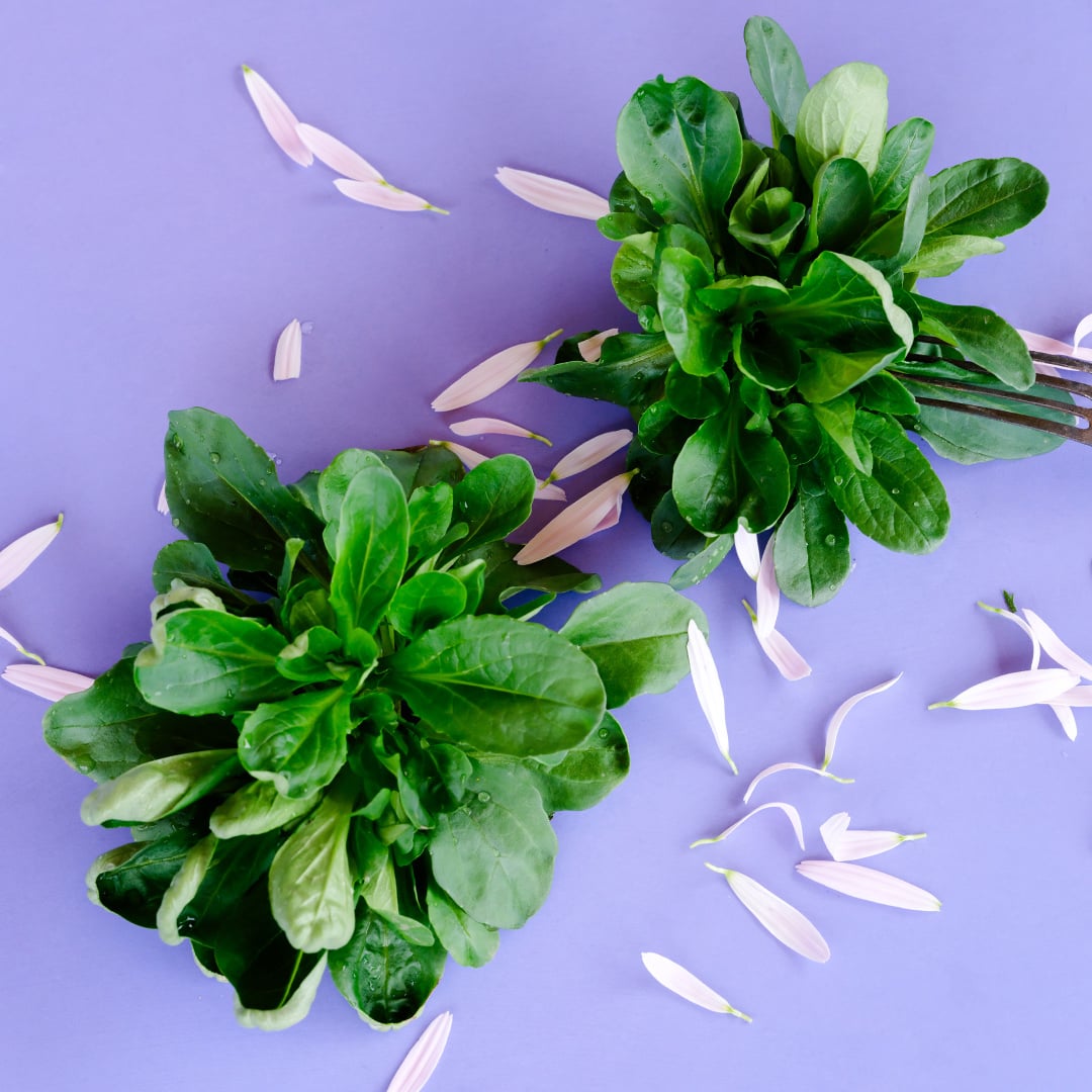 A pair of heads of Green Full Heart Corn Salad on a light purple background with flower petals.
