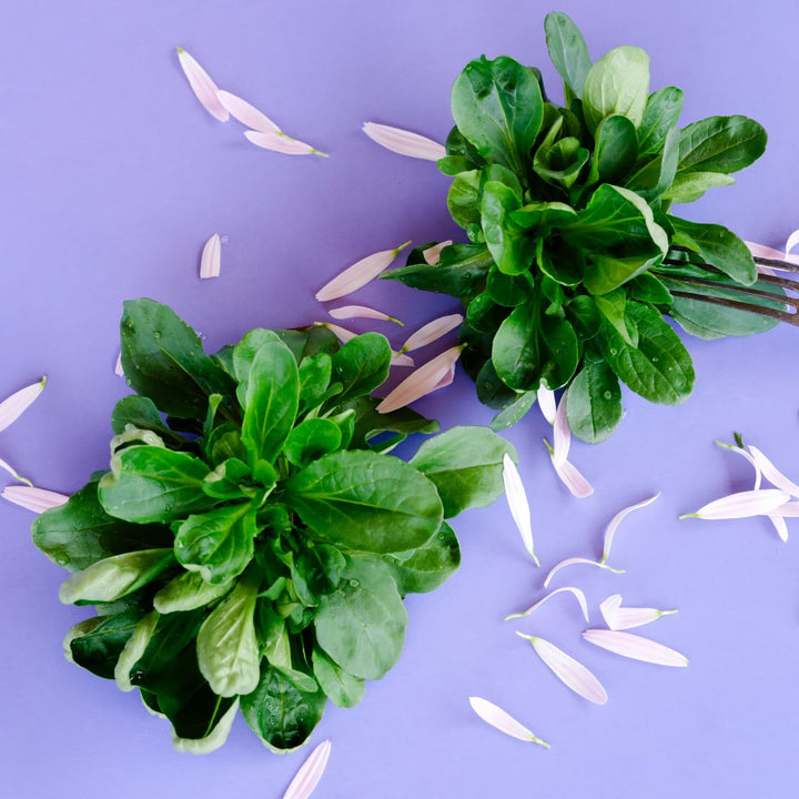 A pair of heads of Green Full Heart Corn Salad on a light purple background with flower petals.