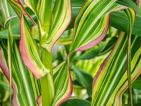 Corn Seeds, Striped Japonica