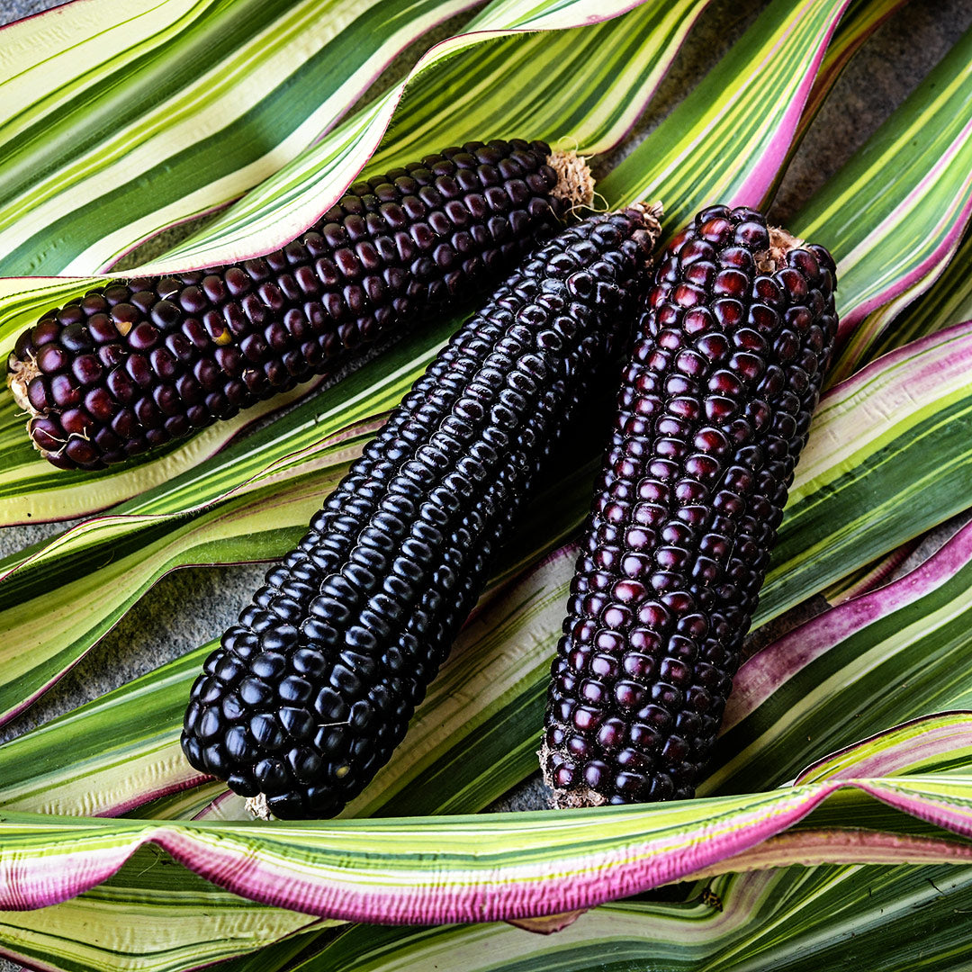 A trio of Striped Japonica Corn cobs laying on a bed of striped leaves.