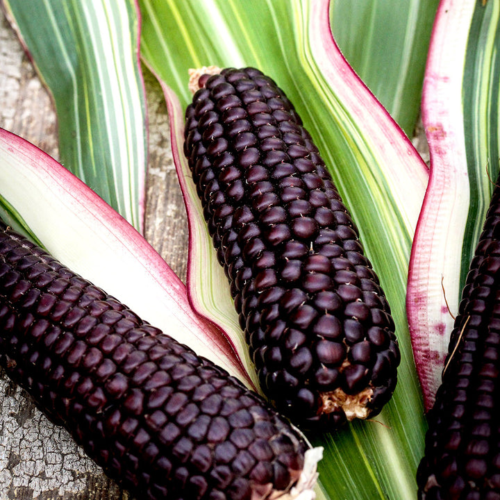 A close-up of Striped Japonica Corn cobs and vibrant leaves on a wooden background.