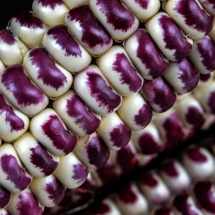 Close-up macro view of Montana Red Eagle Corn showing the little eagle shaped spots on the kernels.
