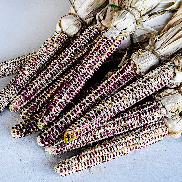 Full overhead view of Montana Red Eagle Corn cobs on a light stucco background.
